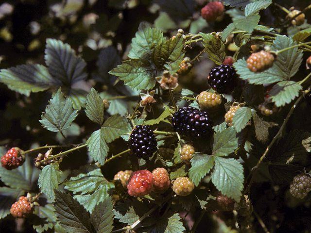 Enchanted Garden Berries: Diverse and Luscious Mix
